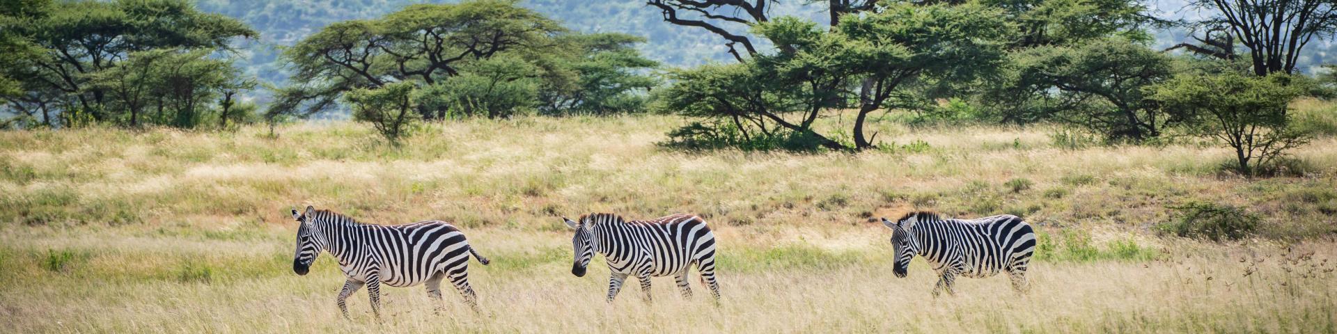 Źródło: Elewana Sand River Mara